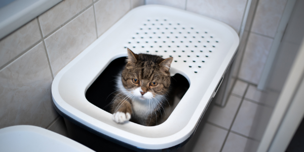 Cat spraying inside outlet litter box